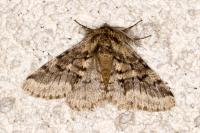 Lycia hirtaria
