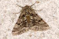 Lycia hirtaria