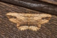 Menophra abruptaria