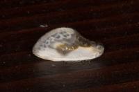 Cilix glaucata