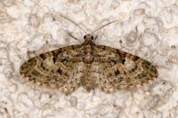 Eupithecia abbreviata