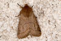 Orthosia cerasi