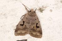 Orthosia gothica