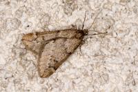 Alsophila aescularia