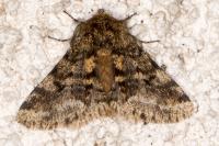 Lycia hirtaria