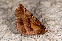 Selenia dentaria