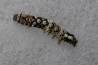 Catocala promissa