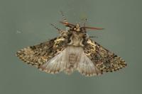Polyploca ridens