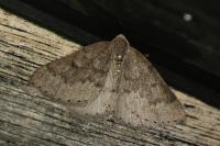 Aleucis distinctata