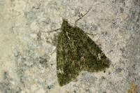 Chloroclysta siterata