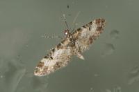 Eupithecia irriguata