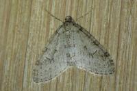 Trichopteryx carpinata