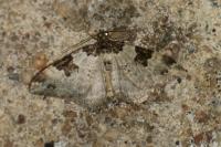 Xanthorhoe fluctuata