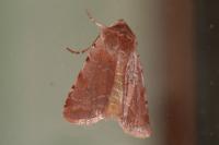 Cerastis rubricosa