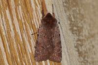 Cerastis rubricosa