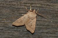 Orthosia cerasi