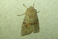 Orthosia incerta
