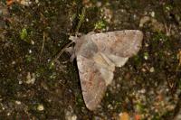 Orthosia populeti