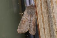 Orthosia populeti