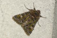 Valeria jaspidea