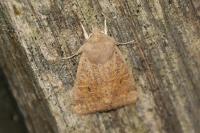 Orthosia cruda
