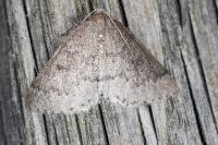 Aleucis distinctata