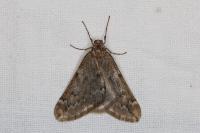 Alsophila aescularia