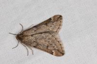 Alsophila aescularia