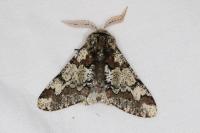 Biston strataria