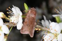 Cerastis rubricosa