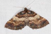 Earophila badiata
