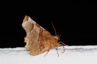Selenia lunularia