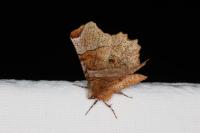 Selenia lunularia