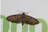Eupithecia abbreviata