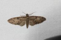 Eupithecia abbreviata
