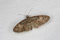 Eupithecia dodoneata