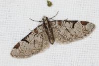 Eupithecia insigniata