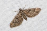 Gymnoscelis rufifasciata