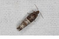 Phaneta pauperana