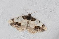 Ligdia adustata