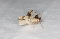 Ligdia adustata
