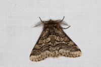 Lycia hirtaria