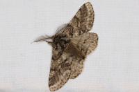 Lycia hirtaria