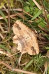 Menophra abruptaria