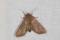 Orthosia cerasi