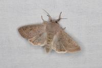 Orthosia cerasi
