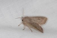 Orthosia cerasi