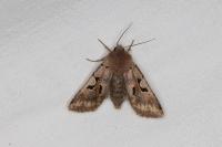 Orthosia gothica