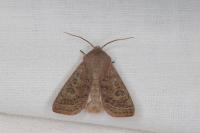 Orthosia gracilis
