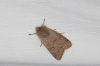 Orthosia gracilis